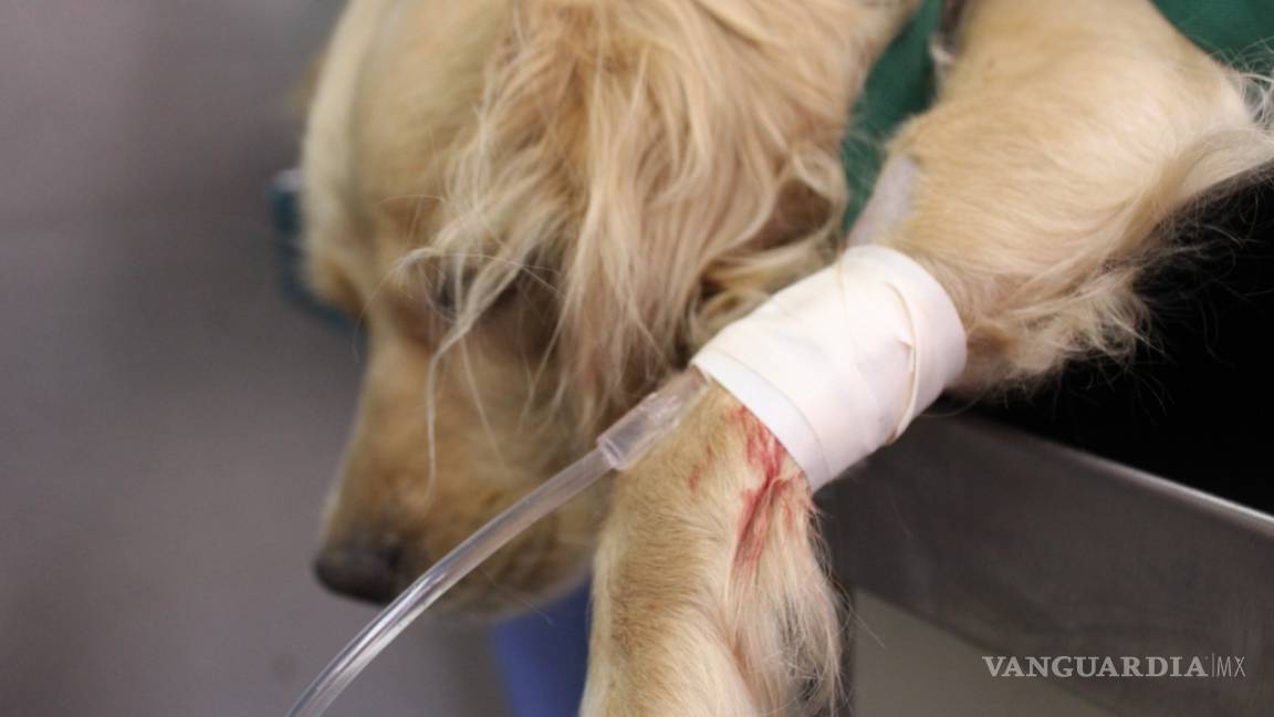 Dirección de Protección Animal de Monclova aplica quimioterapia a perrita