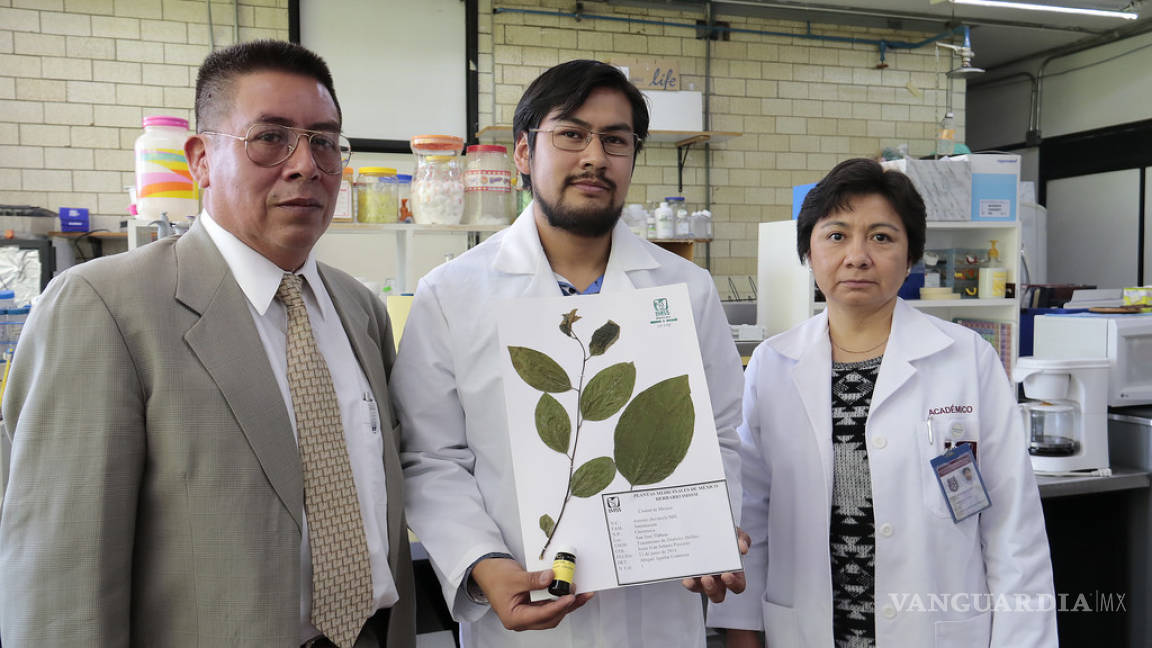Científicos mexicanos descubren efectos antidiabéticos de las hojas de chirimoya