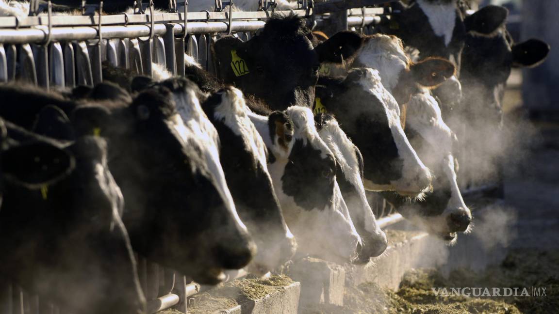 Gripe aviar se propaga a más animales de granja en EU. ¿Es seguro consumir leche y huevo?