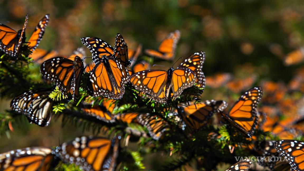 Esperan incremento de mariposas monarca