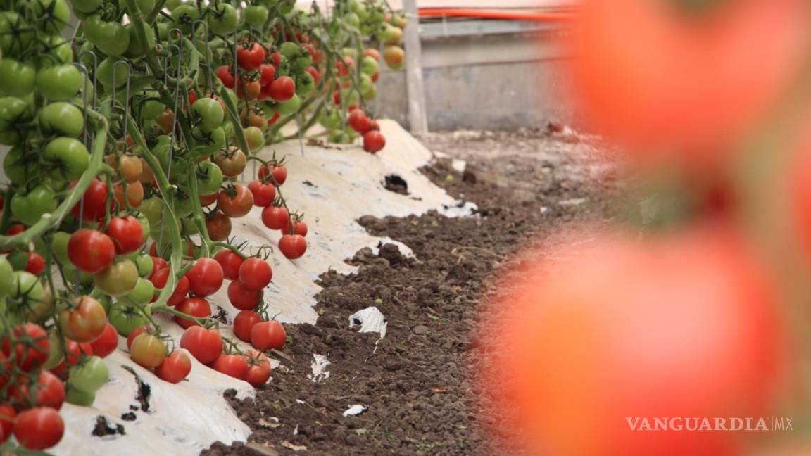Mexicanos usan tomate para adquirir bioplástico