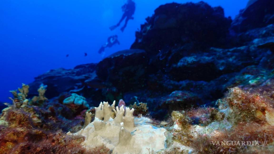 Pronostican los científicos que la mayor crisis mundial de los corales ocurrirá en unas semanas