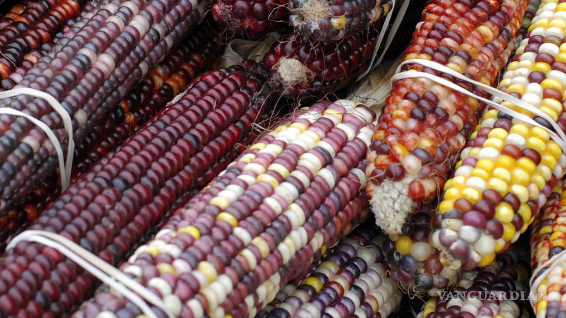 Nahuas demuestran la resistencia superior de las variedades criollas de maíz