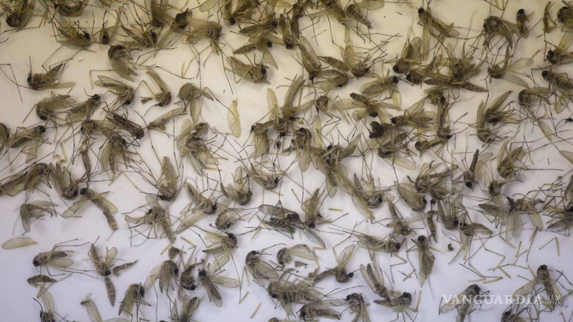 Identifican a segundo mosquito transmisor de zika en Brasil
