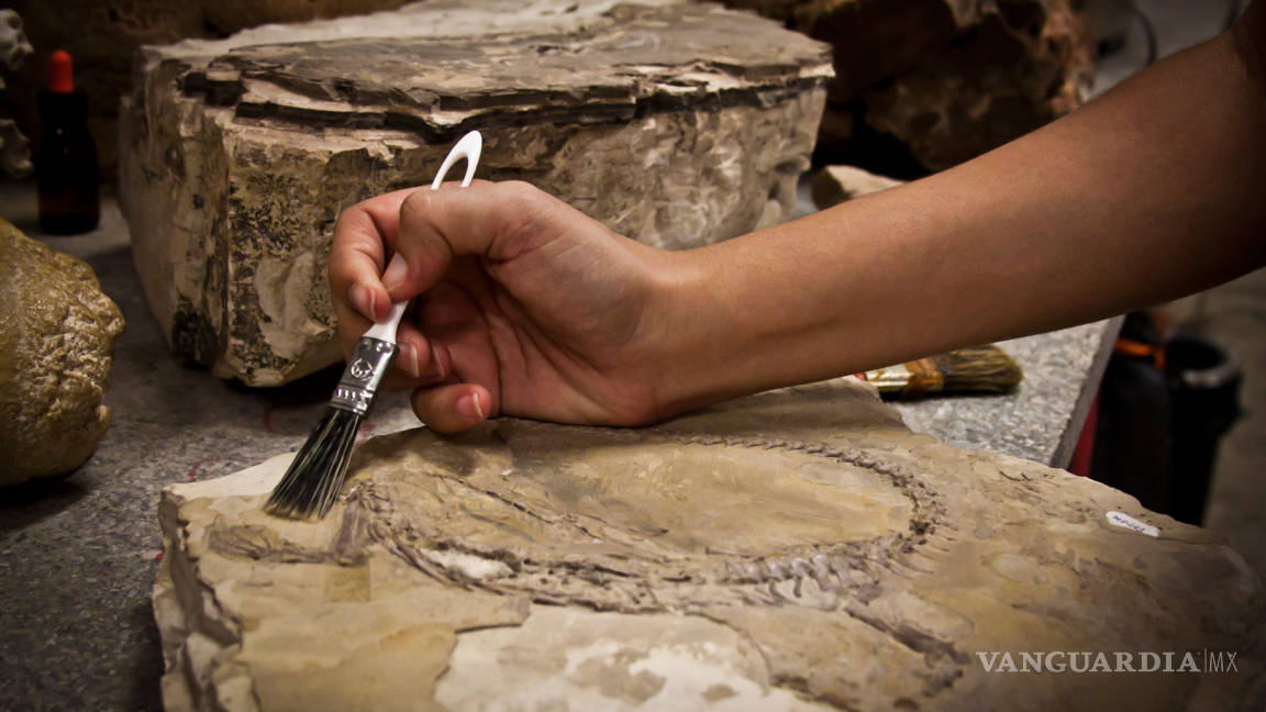 Inicia INAH rescate de restos óseos de mamut en Edomex