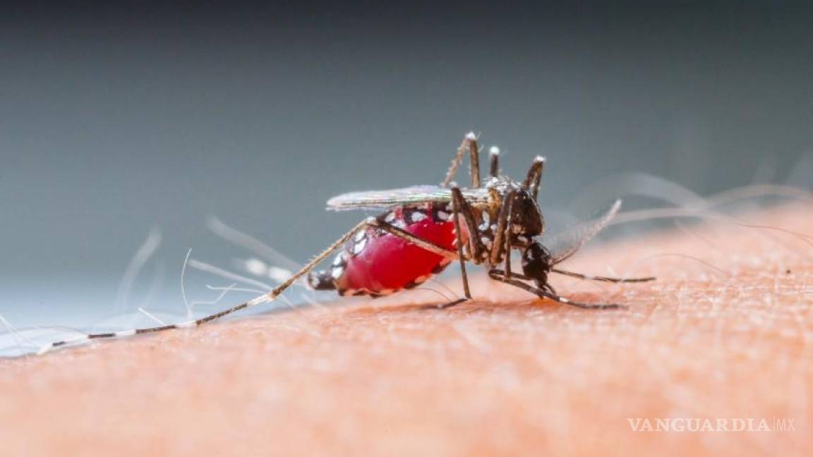 Detectan tres casos de dengue en la Región Centro