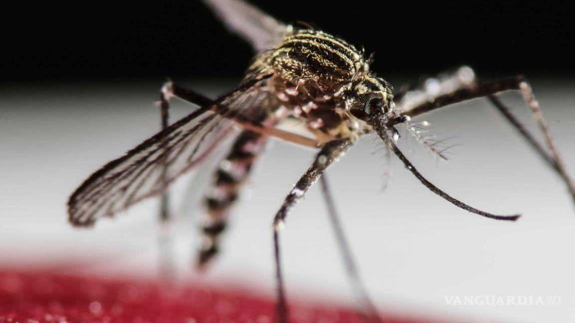 Zika no significa microcefalia: Ssa
