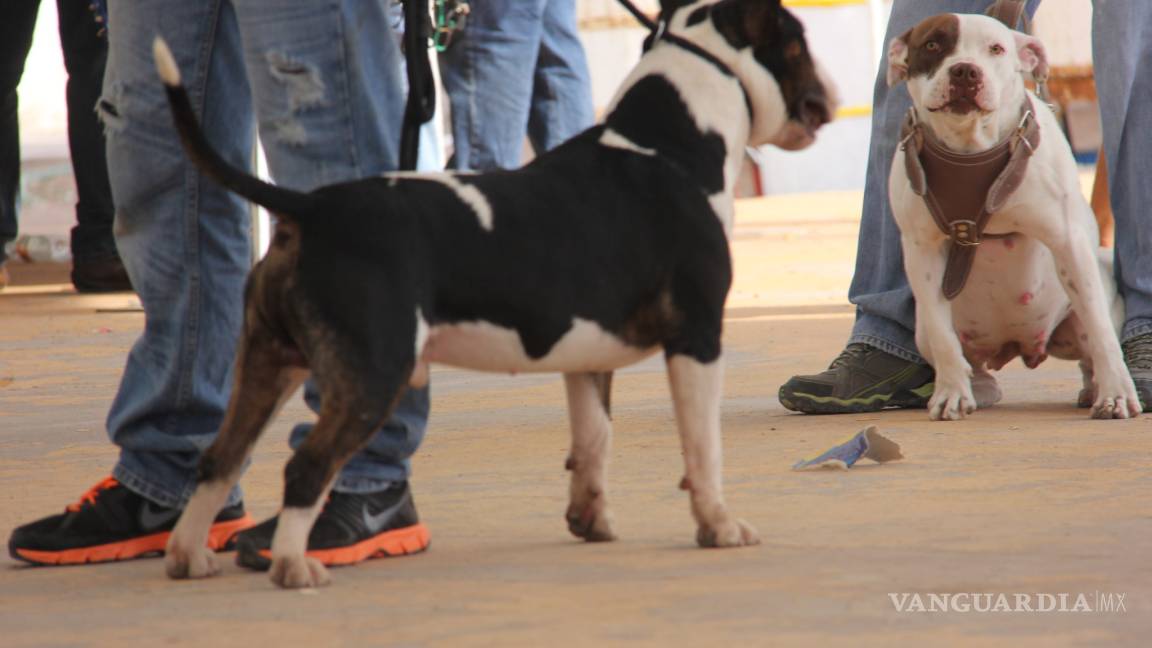 Clubes de perros ven recaudatoria ley que regula tenencia de perros peligrosos en Coahuila