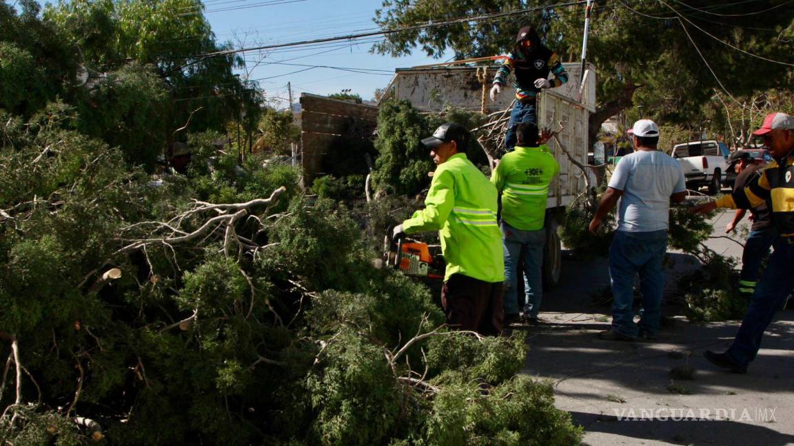 Recibe Municipio de Saltillo reporte de al menos 70 árboles arrancados por el fuerte viento