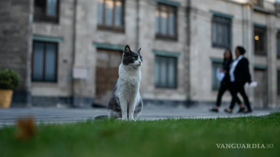 Así viven los 19 gatos en el Palacio Nacional en CDMX, gracias a una nueva ley que les asegura cuidados y comida