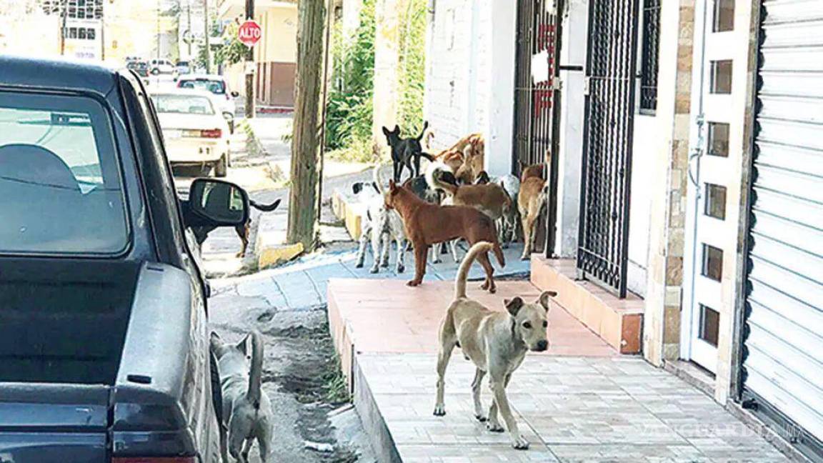 Campaña permanente de cuidado animal ha disminuido perros callejeros en Monclova