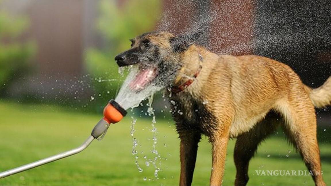 Ante calor intenso, agua fresca y sombra a mascotas, pide titular de protección animal de Acuña