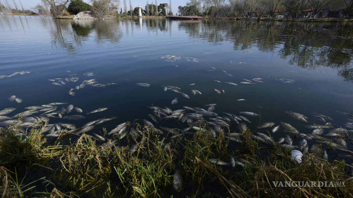 Peces mueren de frío en lago de Ciudad Deportiva de Saltillo