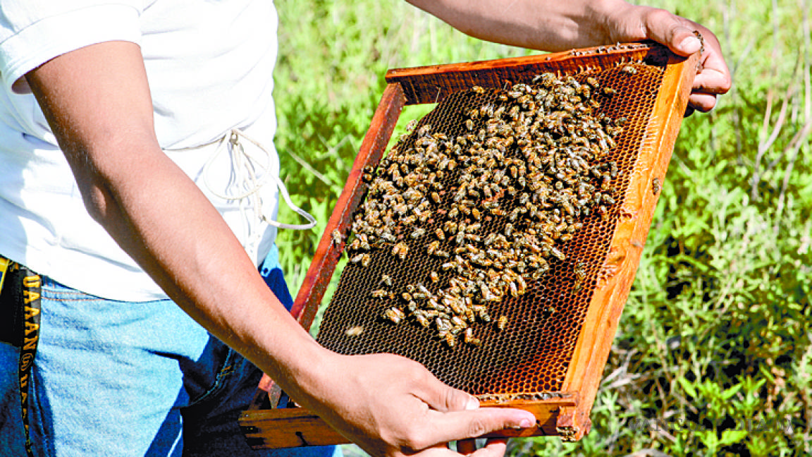 Cuida de las abejas y con ellas del Planeta, estudiante de la Narro