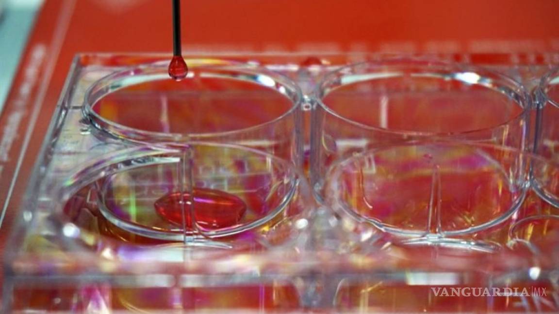 Crean en España una bioimpresora 3D que &quot;imprime&quot; piel humana