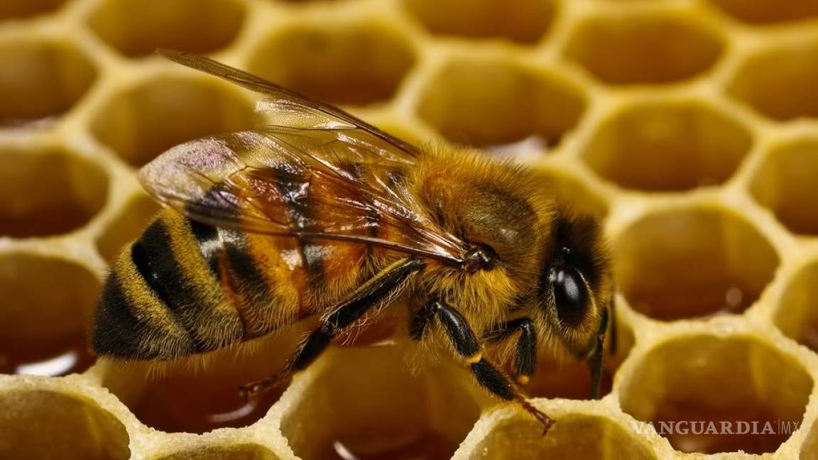 ¿Qué está ocurriendo con las abejas?