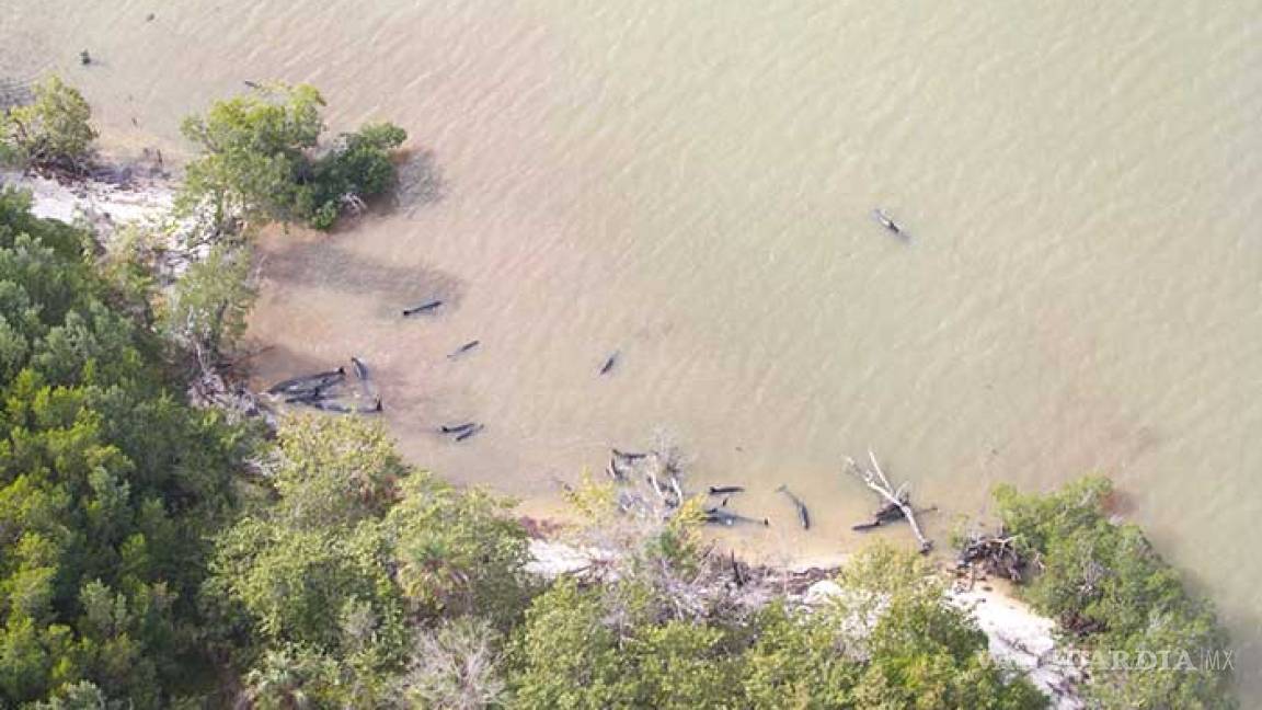 Reportan 81 orcas asesinadas en Florida