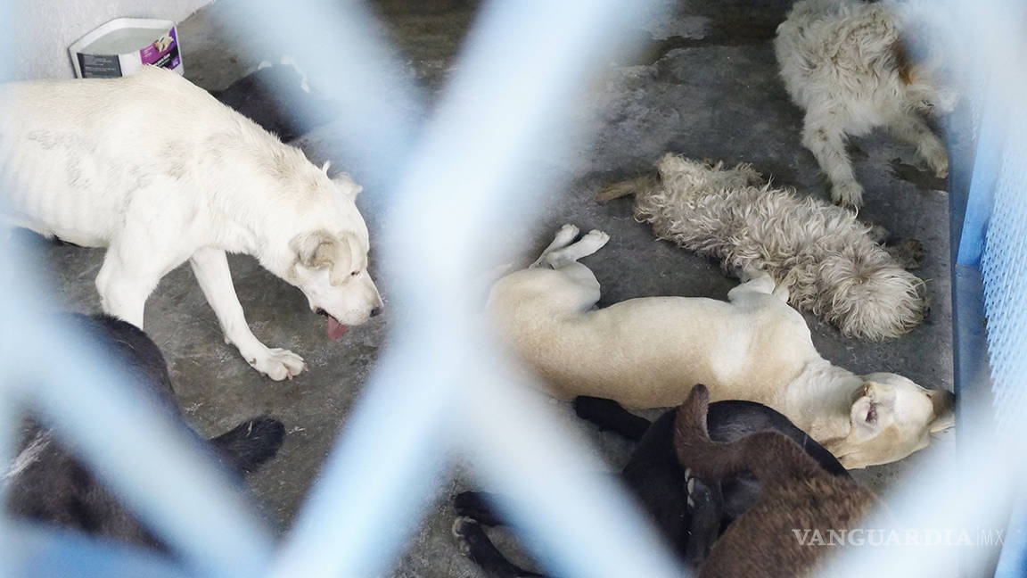 En Coahuila 20 mil perros fueron sacrificados en 4 años