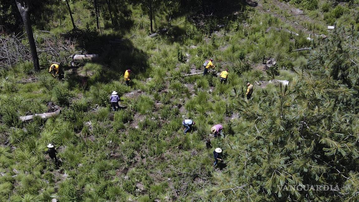 La tala ilegal acecha a los bosques de la CDMX a pesar de los intentos por reforestarlos