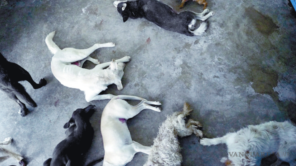 Mujer salva del sacrificio a 22 canes en perrera de Saltillo