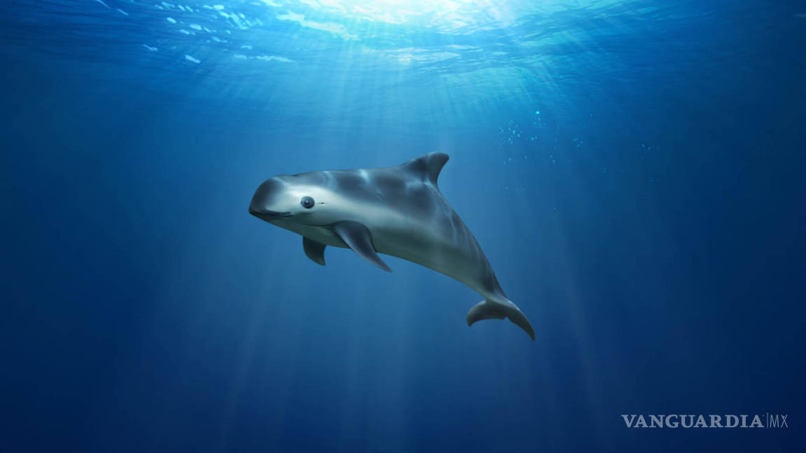Vaquita marina, en peligro de extinción con sólo 30 ejemplares: CIRVA