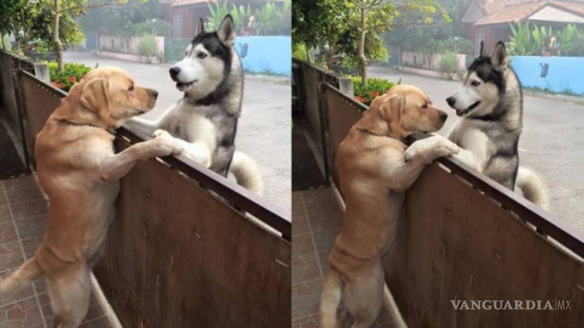 Perro se 'escapa' de su casa para abrazar a su mejor amigo