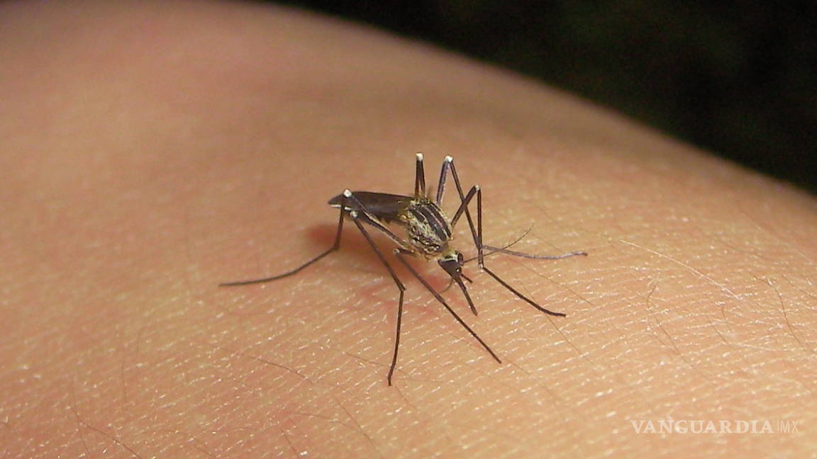 Confirman siete casos de dengue en Acuña; vectores a la caza del mosquito