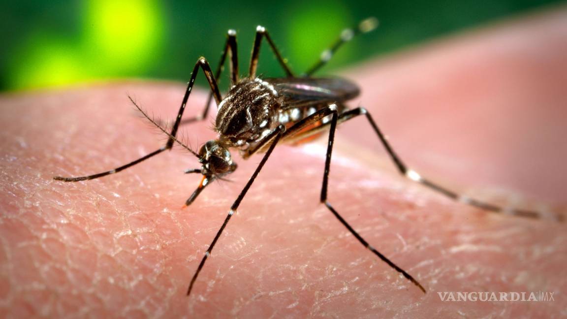 Pobreza y cambio climático aumentan riesgo de contraer dengue y zika, advierte la OPS