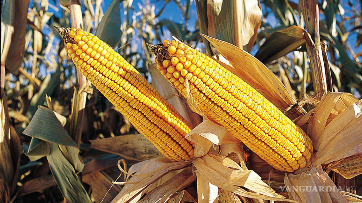 Gobierno no podrá dar permisos para sembrar maíz transgénico