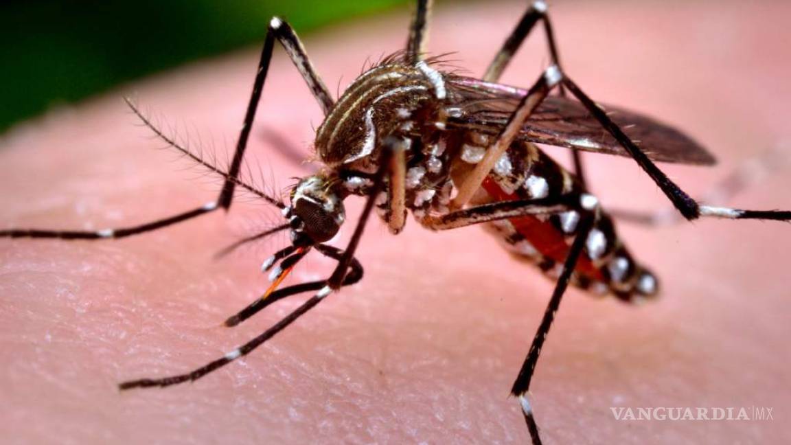 Virus del Zika causa microcefalia en recién nacidos, revela estudio en Brasil