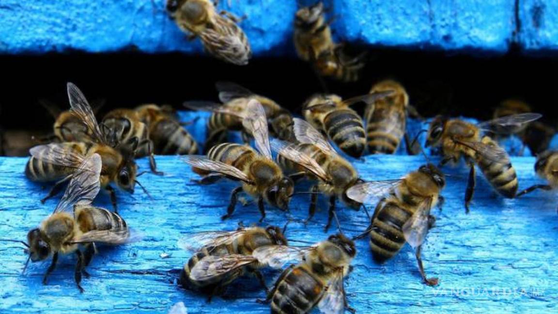 Muerte masiva de abejas pone a Rusia en alerta