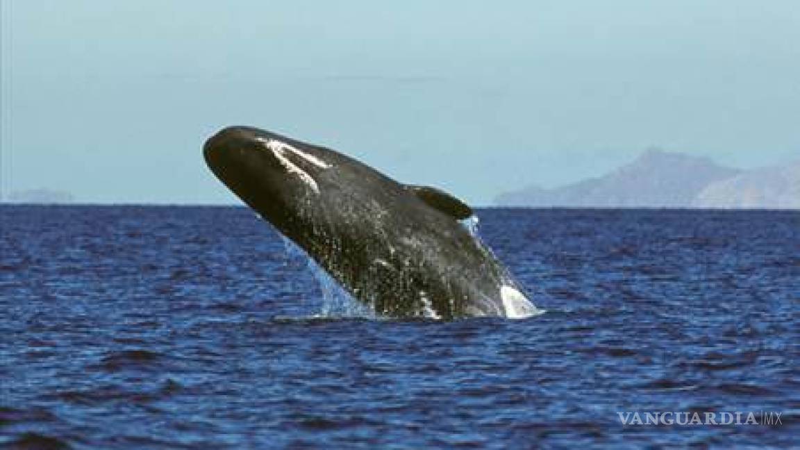 Registran presencia de 347 ballenas gris en Baja California Sur