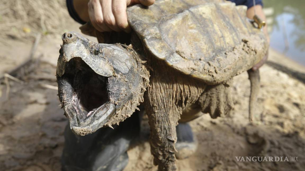 Tortuga caimán entra a lista de especies amenazadas en Estados Unidos