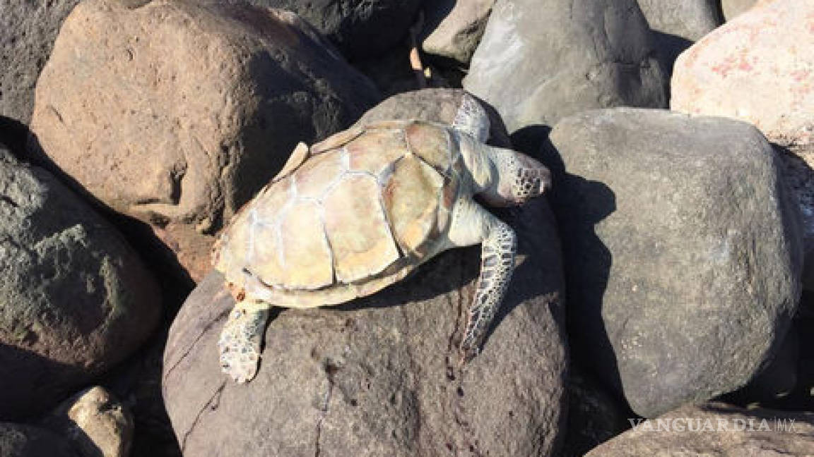 También mueren tortugas en Veracruz, ya investigan