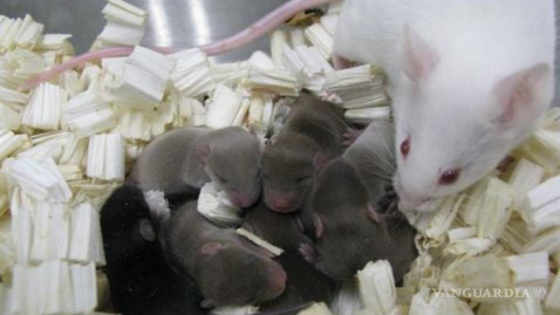 Esperma que duró 9 meses en el espacio, logra producir ratones sanos