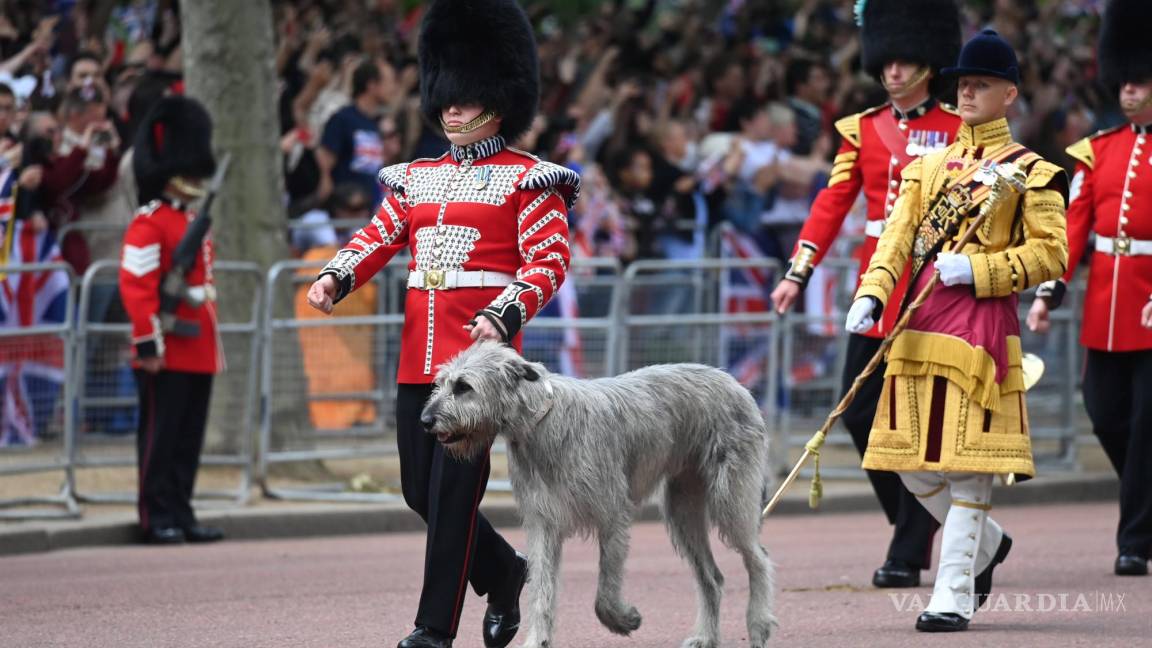 $!Wolfhound ‘Turlough M’ (C), la mascota del regimiento de la Guardia Irlandesa marcha para el desfile ‘Trooping the Colour’ en Londres.