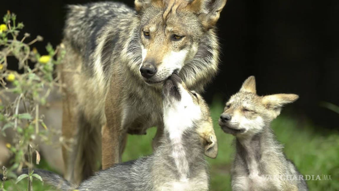 Zoológico acoge siete crías del amenazado lobo mexicano