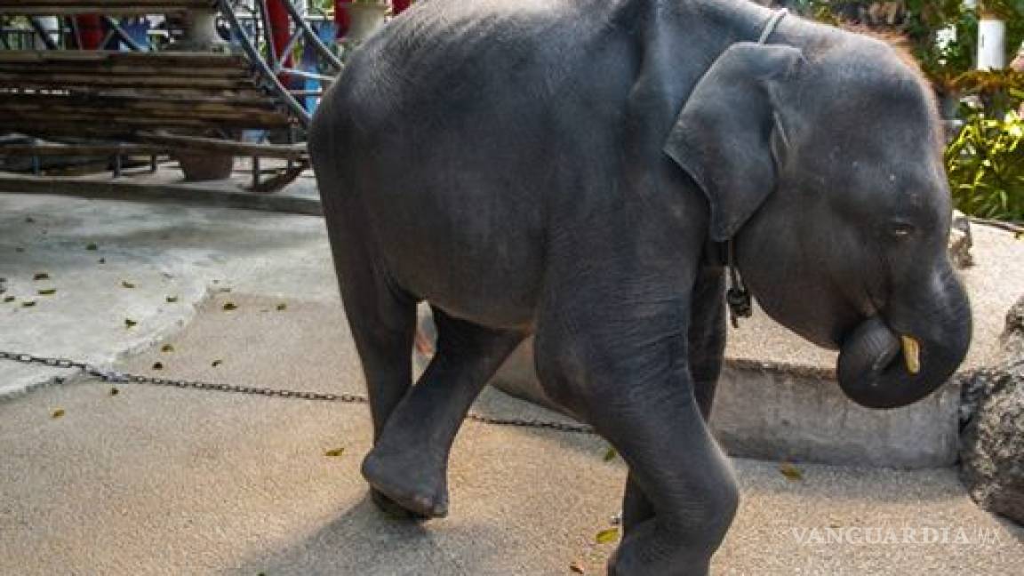Muere elefante tras ser forzado a bailar en un zoológico