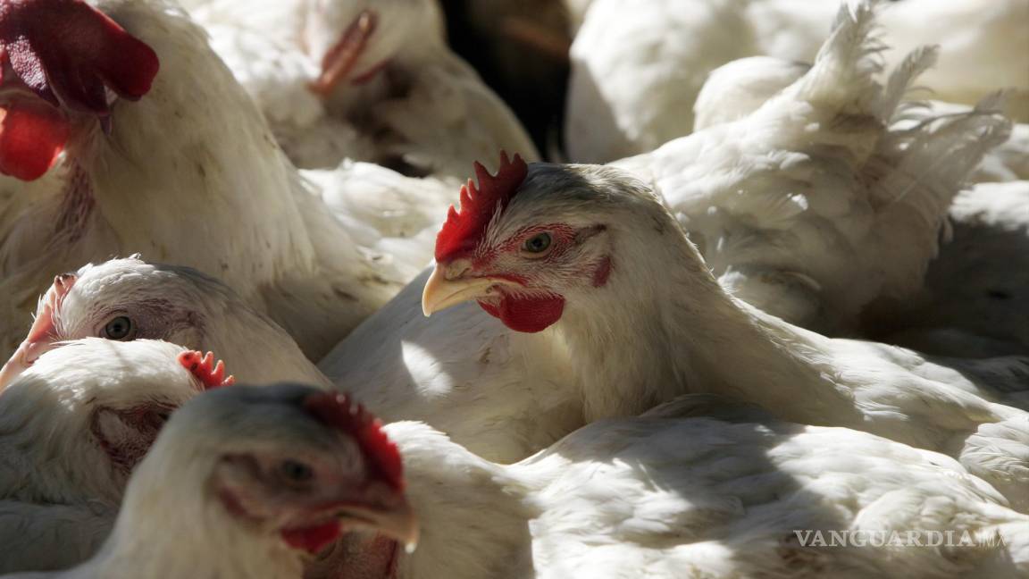 Para la OMS es una ‘enorme preocupación’ el riesgo de que gripe aviar se propague a humanos