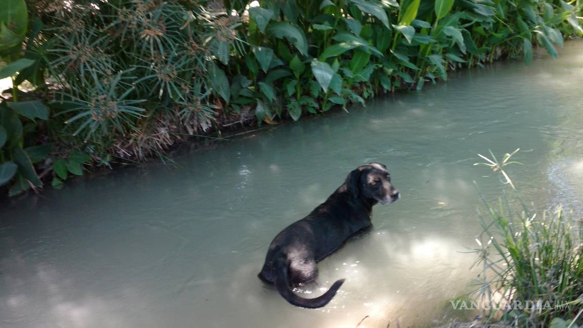 Mascotas resienten los golpes de calor en Piedras Negras; mueren 15 perros