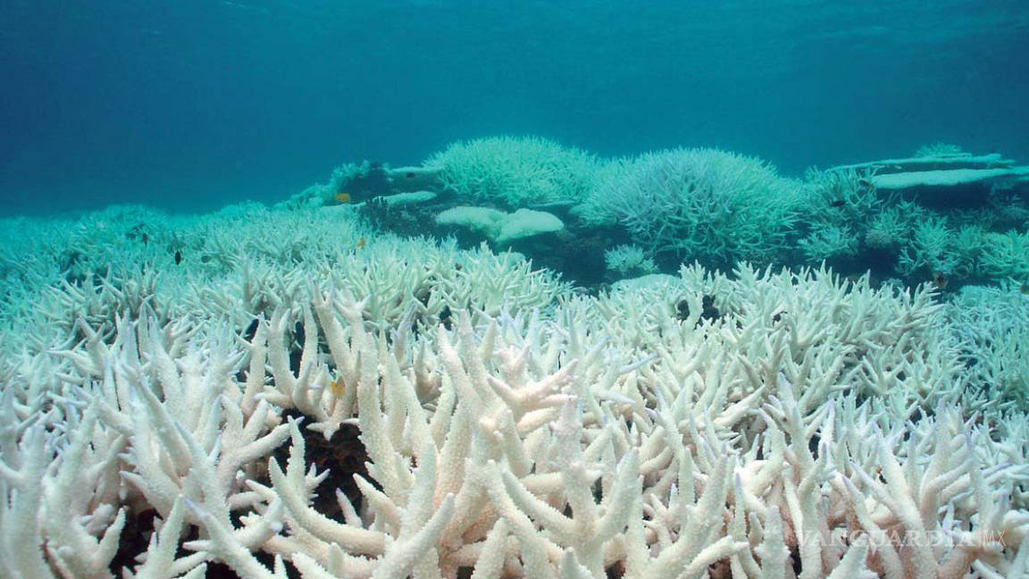 Fenómeno de “El Niño” pone a prueba la supervivencia de los corales