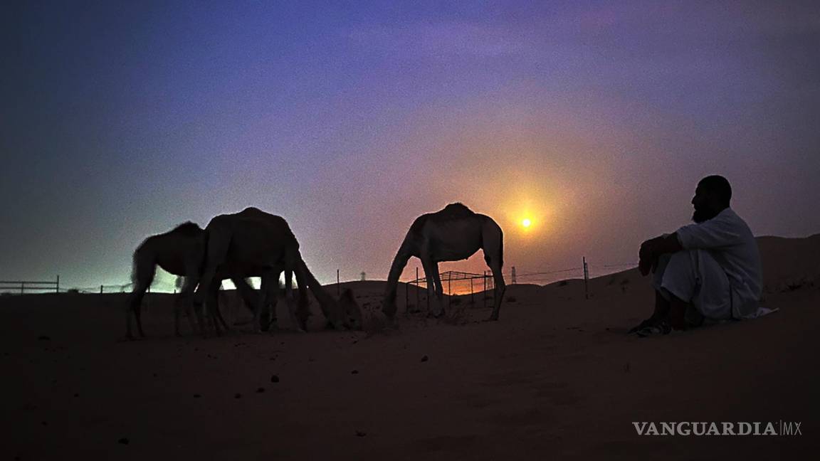 $!Un camello se para frente a la luna llena en el desierto de Al Marmoom, a unos 40 km al sureste de Dubái, Emiratos Árabes Unidos.
