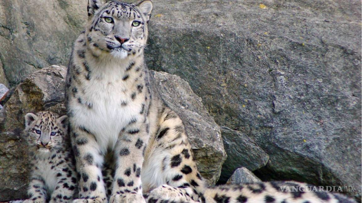 El leopardo de las nieves está al borde de la extinción