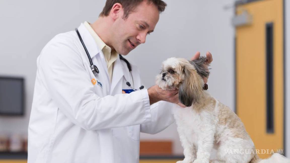Las mascotas pueden contagiar enfermedades, hay que cuidarlas