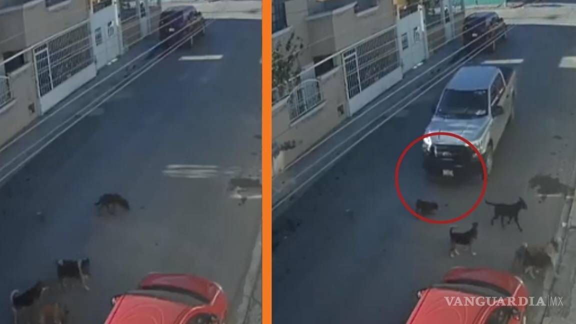 Saltillo: vecinos buscan a conductor que atropelló (y mató) intencionalmente a perrito (video)