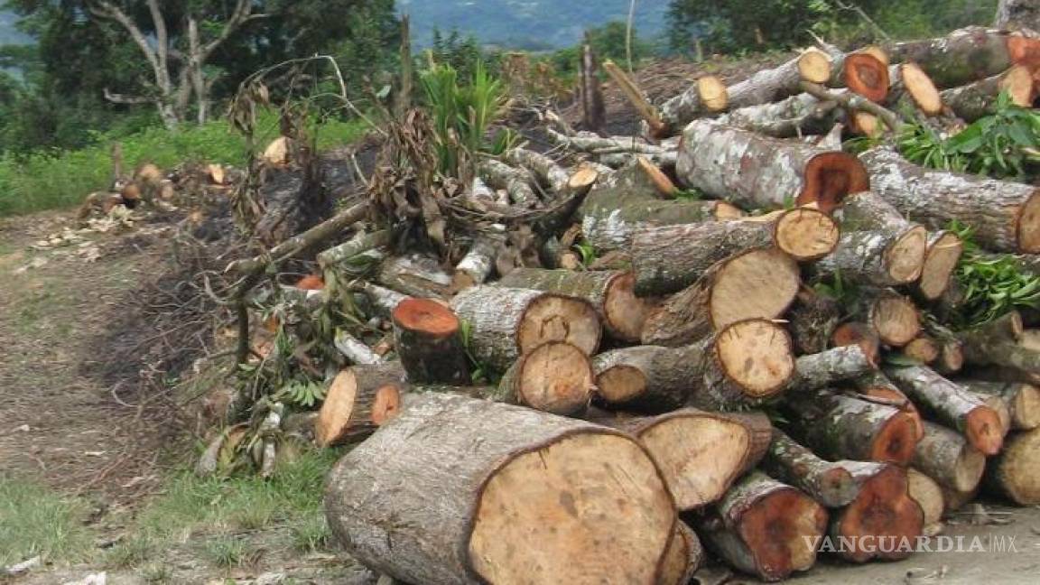 Profepa no puede entrar a zonas de tala ilegal sin apoyo militar