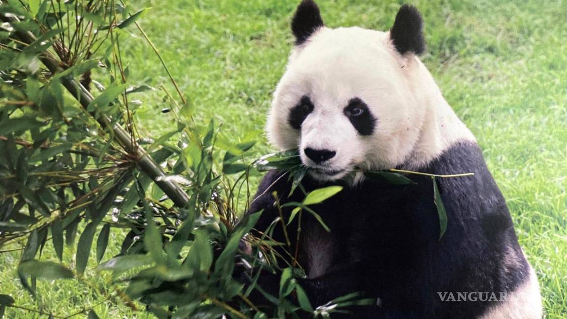 México se quedará sin pandas... a menos que le pague a China