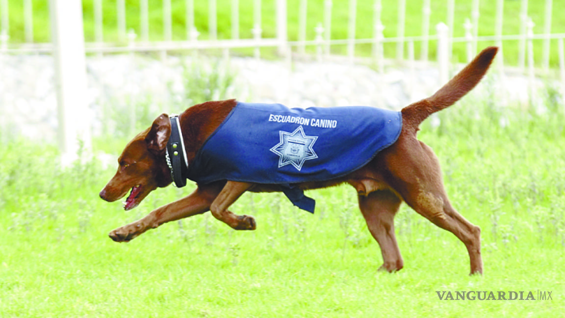 Perros policía: Del rechazo al heroísmo