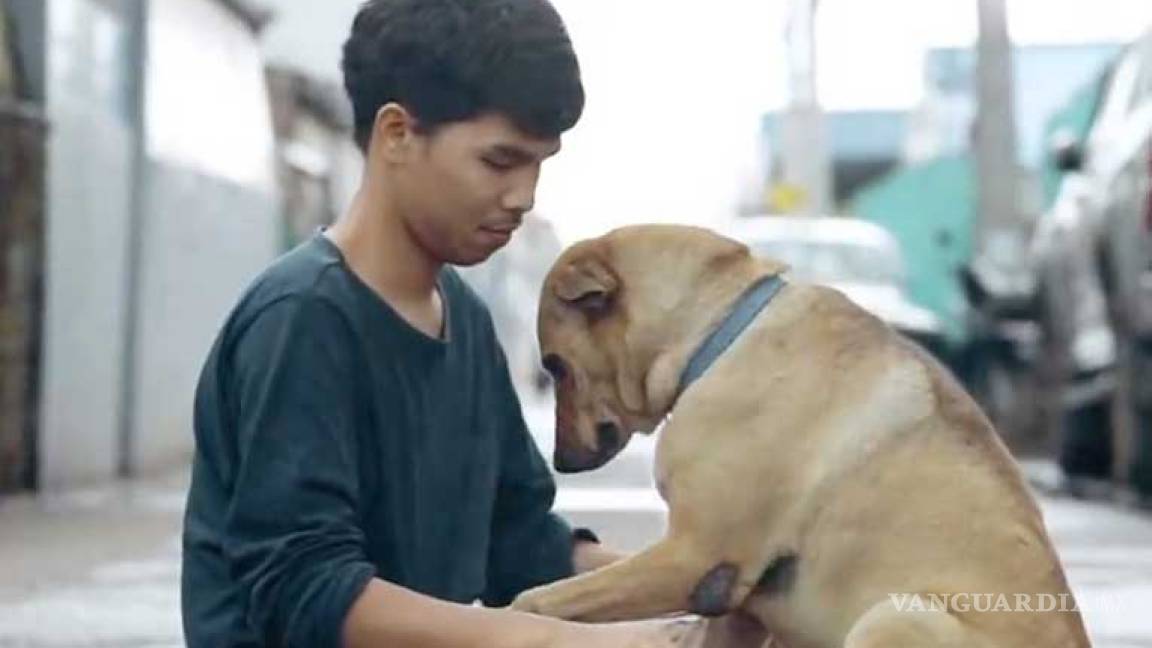 Joven da a perros callejeros su 'primer abrazo' y así reaccionan
