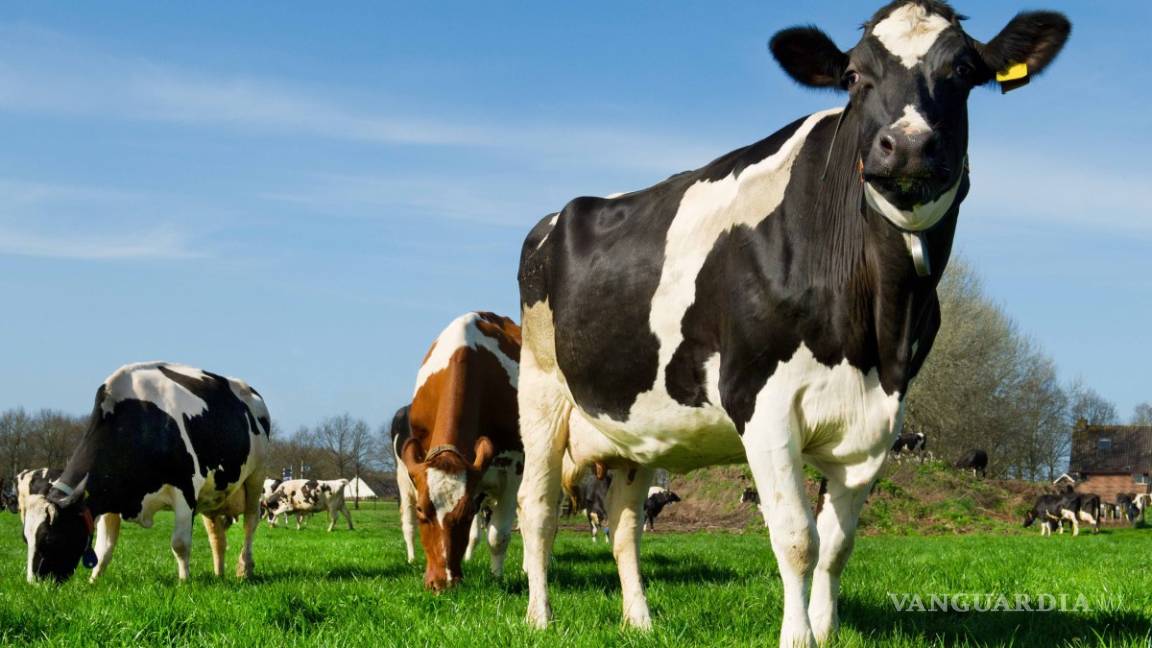 Productores y consumidores de leche se verían beneficiados por la revisión del TLCAN